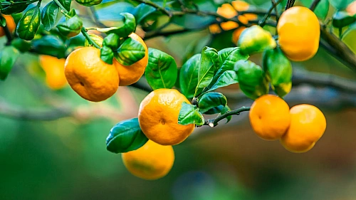 Nature Doesn't Need a Shortcut: The Dangers of  -  SeedVantage Global Exports Co Blog