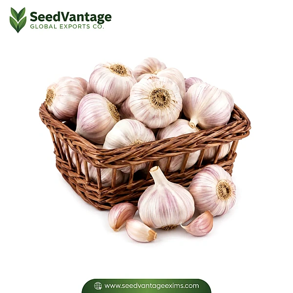 Fresh Garlic Manufacturer in Wadi Al Dawasir