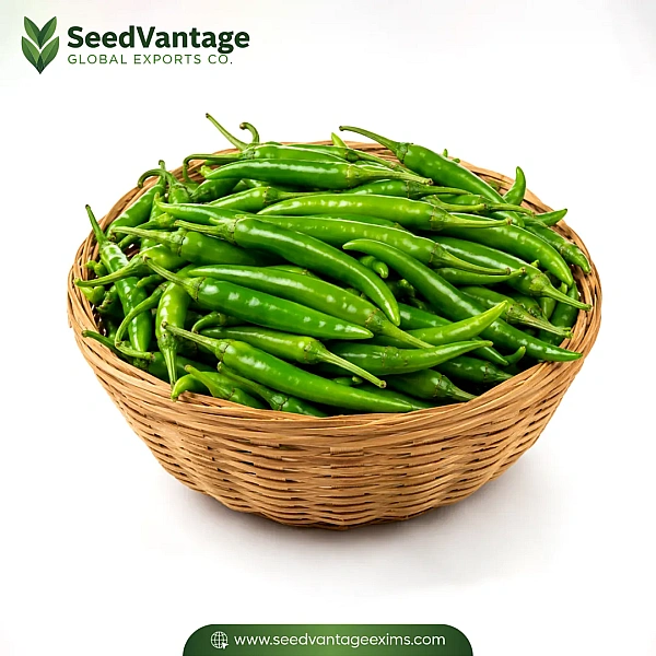 Green Chilli​ Manufacturer in Abha
