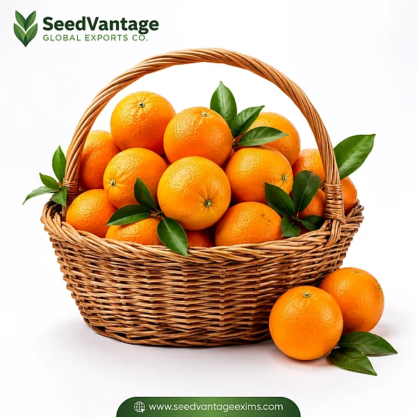 Oranges Manufacturer in Dibba Al-Fujairah