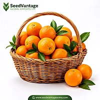 Oranges Manufacturer in India