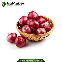 Red Onion  Manufacturer in India