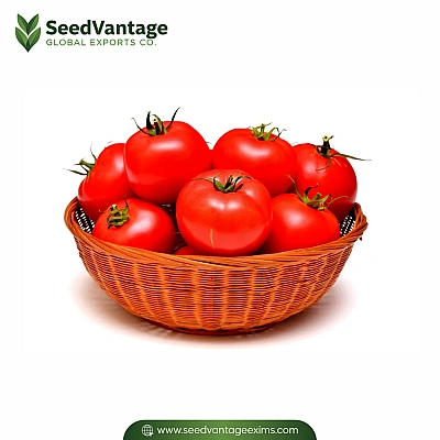 Tomatoes Manufacturer in India
