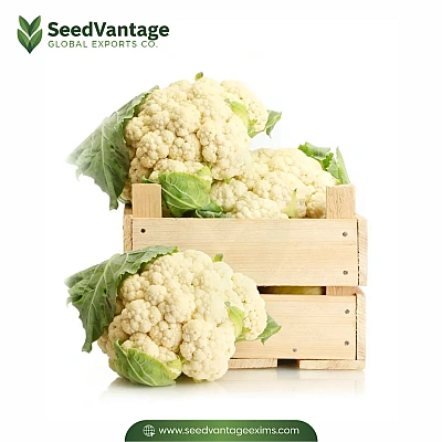 Cauliflower	 Manufacturer in India