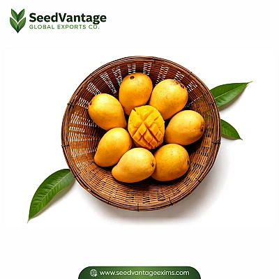 Alphonso/Kesar Mangoes	 Manufacturer in India