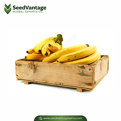 Cavendish Bananas Manufacturer in India