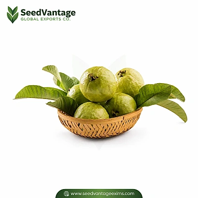 Fresh Guava Manufacturer in India