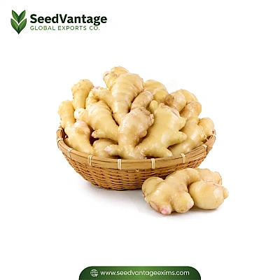 Washed Ginger Manufacturer in India